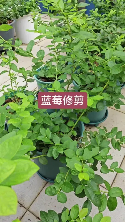 蓝莓怎么修剪，蓝莓的养护过程#蓝莓种植 #蓝莓修剪 #蓝莓苗 #蓝莓种植技术 #盆栽蓝莓