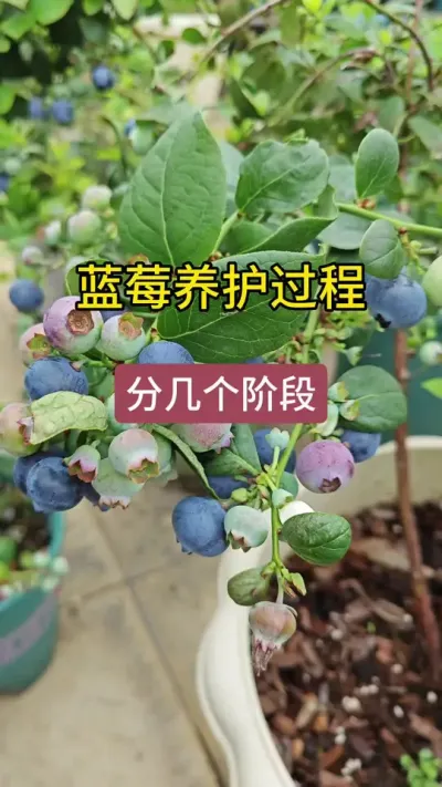 蓝莓怎么种怎么施肥，蓝莓怎么管理#蓝莓种植技术 #蓝莓种植 #蓝莓苗盆栽 #种蓝莓 #蓝莓