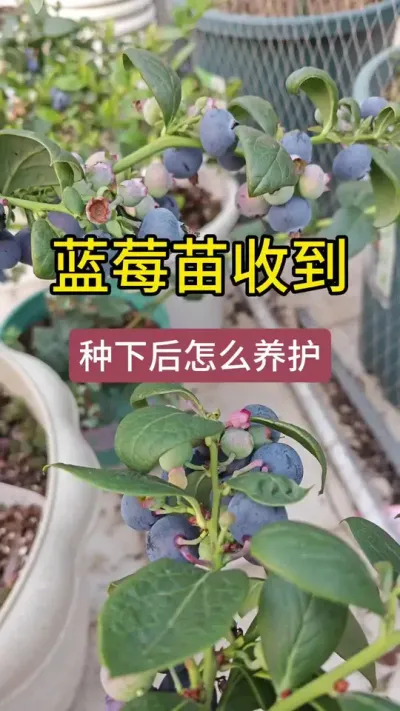 蓝莓小苗收到后怎么种植养护，蓝莓种植的方法#蓝莓种植技术 #蓝莓种植 #蓝莓苗盆栽 #蓝莓苗 #种蓝莓