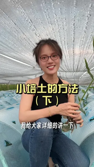 来说说小培土的下肥方法和用量。#新农人计划2025 #乡村守护人 #大姜种植 #来抖音学农技