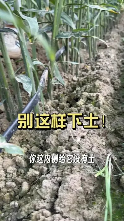 培土培成这样，你说姜型能好吗？#新农人计划2025 #乡村守护人 #大姜种植 #来抖音学农技