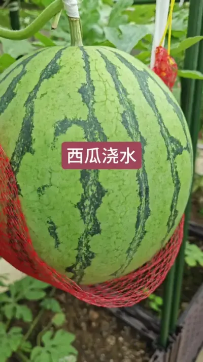 盆栽西瓜的种植方法，盆栽西瓜怎么养护#盆栽西瓜 #西瓜种植方法 #西瓜苗 #西瓜种植 #西瓜种植技术
