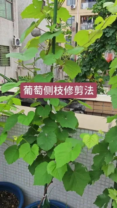 葡萄怎么修剪，葡萄小苗怎么养护，葡萄养护的修剪方法#葡萄修剪 #葡萄养护 #葡萄苗 #盆栽葡萄 #葡萄种植技术