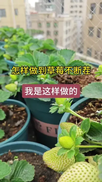 盆栽草莓怎样做到不断茬#草莓种植管理技术和方法 #草莓种植方法 #草莓养护方法 #盆栽草莓苗 #种草莓的方法