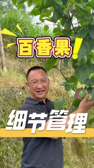 百香果栽种要成功，每个管理细节都很重要，。如果您在栽种管理上有不懂的，不清楚的问题，欢迎评论区留言交流。#百香果#农业技术推广#种植管理#百香果种植技术