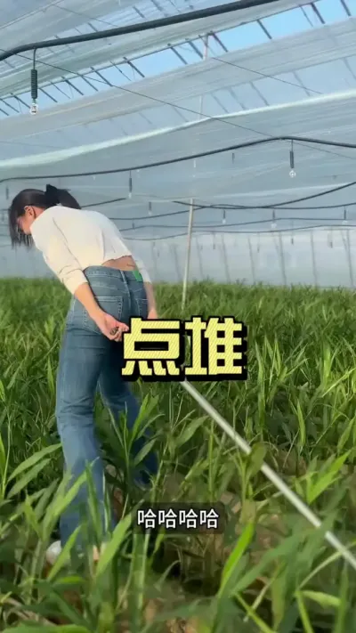 露疙瘩就点堆，露了很多疙瘩的怎么办呢？#大姜种植 #来抖音学农技 #幸福乡村带头人