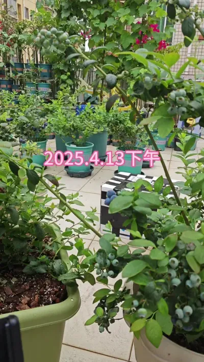 蓝莓种植方法分享#蓝莓种植 #爱生活爱养花 #蓝莓苗 #种蓝莓 #盆栽蓝莓