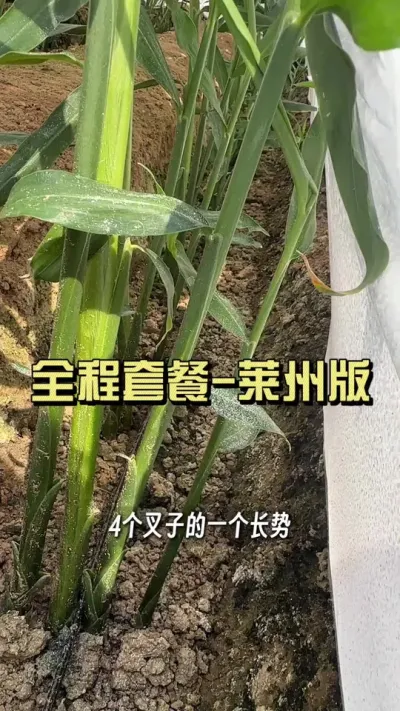 2米小棚的一个长势，虽然有点过度遮荫，但是看看这个粗度、这个叶子宽度分叉数，小棚这个长势你觉得怎么样？#新农人计划2025 #乡村守护人 #大姜种植 #来抖音学农技