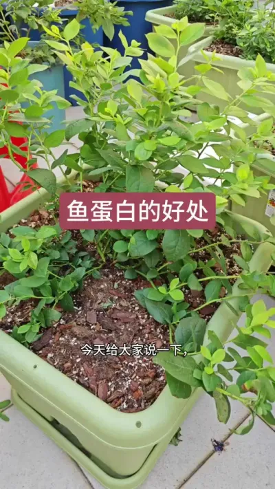 种蓝莓施什么肥，蓝莓的肥料#蓝莓种植技术 #蓝莓种植  #蓝莓苗 #蓝莓苗盆栽 #蓝莓专用肥