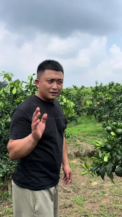 从今天开始争取每天巡一个客户的果园#三农 #果园管理 #柑橘种植 #抖音新农人