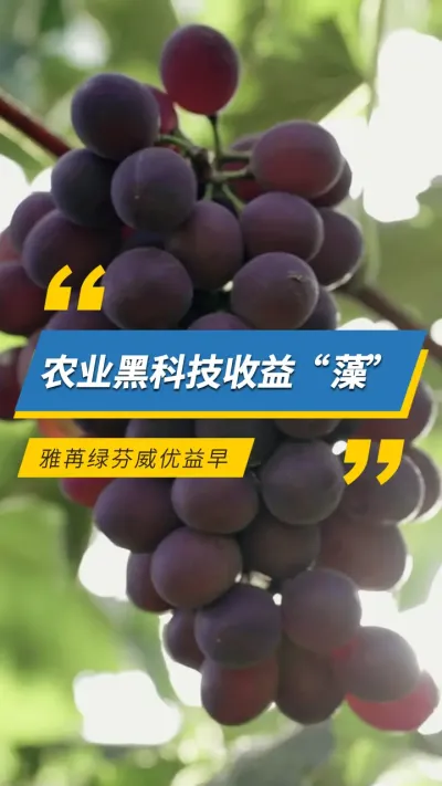 农业黑科技收益&ldquo;藻&rdquo;，雅苒绿芬威优益早#雅苒国际 #农业种植 #肥料 #水溶肥 #雅苒绿芬威优益早 