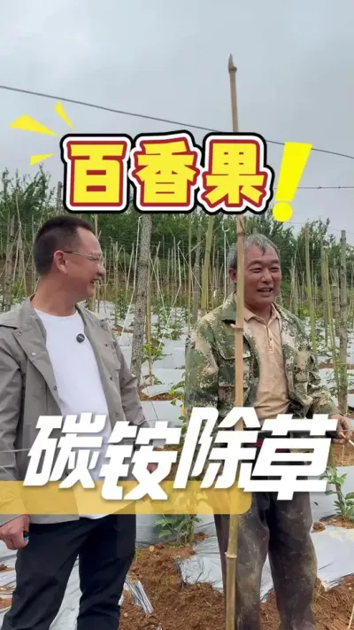 如果您的百香果地里全是杂草，又担心使用除草剂会伤害到苗，不妨试试碳铵除草。#除草#种植小技巧#农业技术推广#百香果