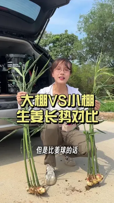 大棚姜vs小棚姜，哪种产量更高？咱们拭目以待&hellip;&hellip;#新农人计划2025 #乡村守护人 #来抖音学农技 #大姜种植