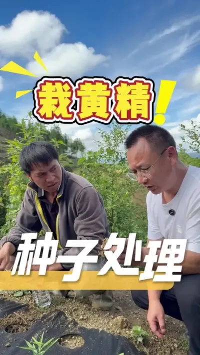 栽黄精，种子选好的同时也要注重管理细节。只要种苗不发臭，都有机会拯救回来。#黄精#黄精种子#农业技术推广#三农