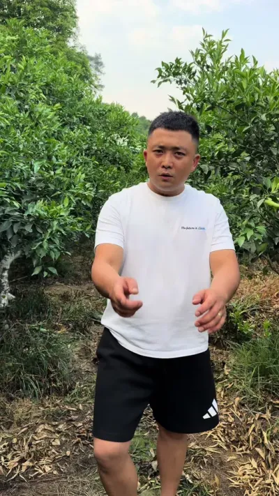 矿物油的使用注意事项来了#柑橘种植 #矿物油使用方法注意事项