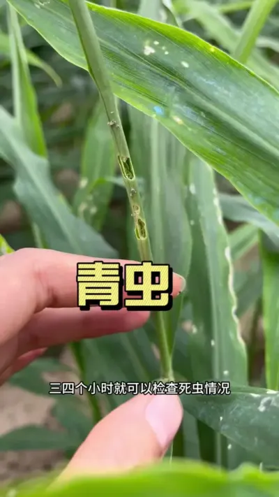 青虫的防治是今年大家要重视的问题。青虫重点危害新叶片，非常影响光合作用，注意要选对药剂，早打早清，轮换用药。#新农人计划2025 #抖音助农 #来抖音学农技 #乡村守护人 #大姜种植