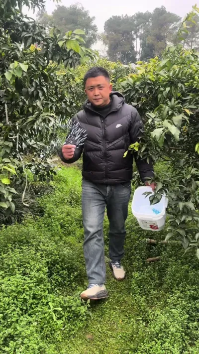 硼肥开花前撒施，每亩地2斤#柑橘种植 #中微量元素水溶肥 #硼肥的功效与作用 #颗粒硼