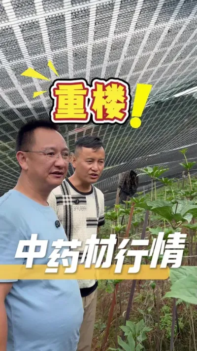 种植中药材，市场行情不是我们能控制决定的，但是作物的栽种管是可以人为干涉好的。只有栽出完好的成品，才能卖出好价钱。#黄精#黄精种植#农业技术推广#中药材种植