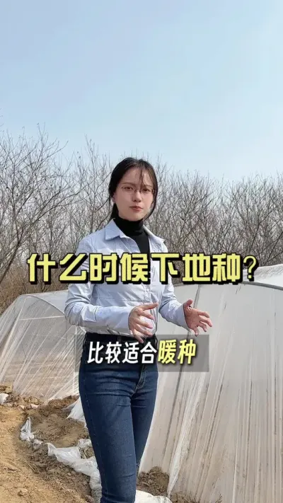 生姜什么时候下地种？#乡村生活家 #抖音助农扶农 #大姜种植 #新农人计划2025