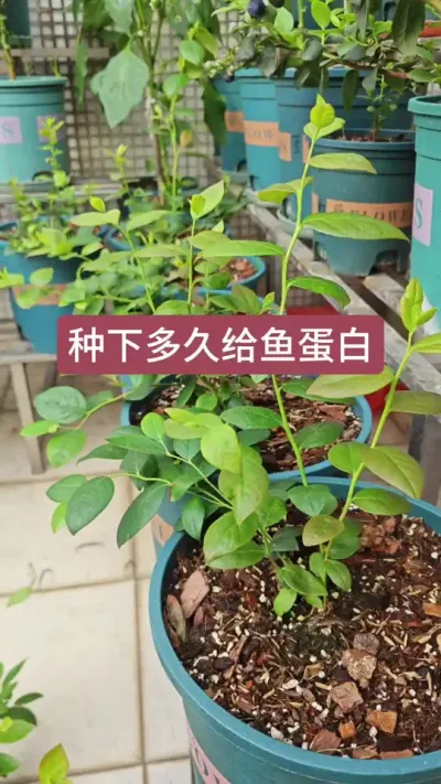 还没种下多久可以施肥，冲施什么肥料#种植小技巧 #蓝莓施肥 #蓝莓种植 #蓝莓苗 #种蓝莓