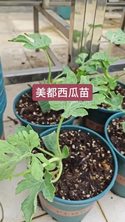 盆栽西瓜苗#西瓜嫁接苗 #瓜苗种植 #种植小技巧 #盆栽西瓜 #盆栽西瓜的种植方法