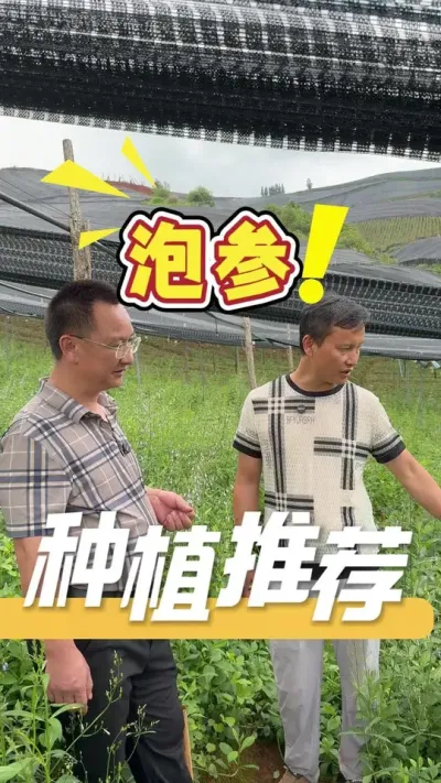 泡参栽种有两种方式，一种是撒种栽种，另一种是移栽苗株栽种。各有各的优点和好处，想了解详情，欢迎评论区留言交流#泡参#农业技术推广#农业种植#三农