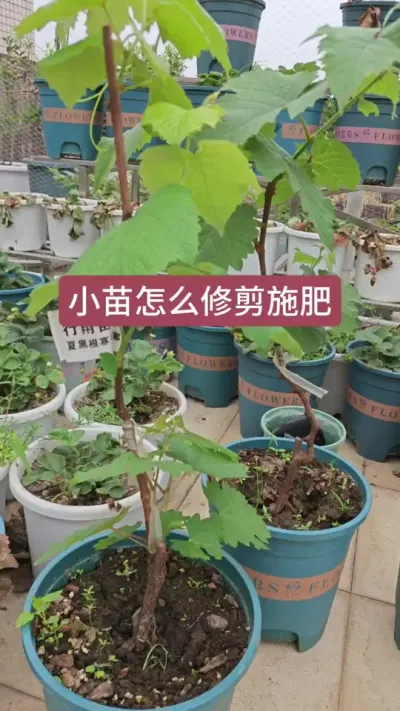 葡萄小苗怎么养护，葡萄小苗怎么修剪，葡萄小苗的养护方法#葡萄种植 #阳台种植 #家庭种植 #葡萄施肥 #葡萄种植技术