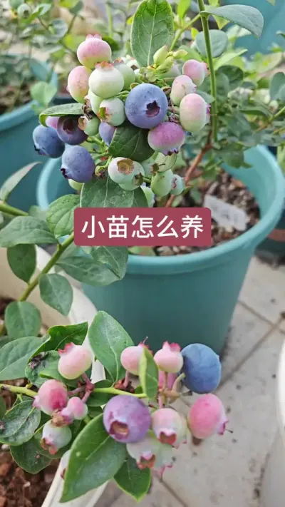 刚种的蓝莓小苗怎么养护，枝条需要修剪吗#蓝莓种植 #蓝莓苗 #种蓝莓 #蓝莓种植技术 #盆栽蓝莓让我实现蓝莓自由