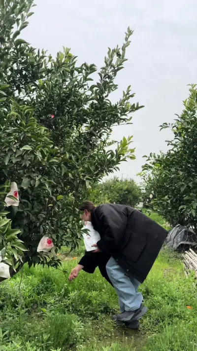 硼肥一亩地用两斤，每年使用两次#柑橘种植 #关注我每天为你分享更多农业知识 #中微量元素水溶肥 #硼肥的功效与作用