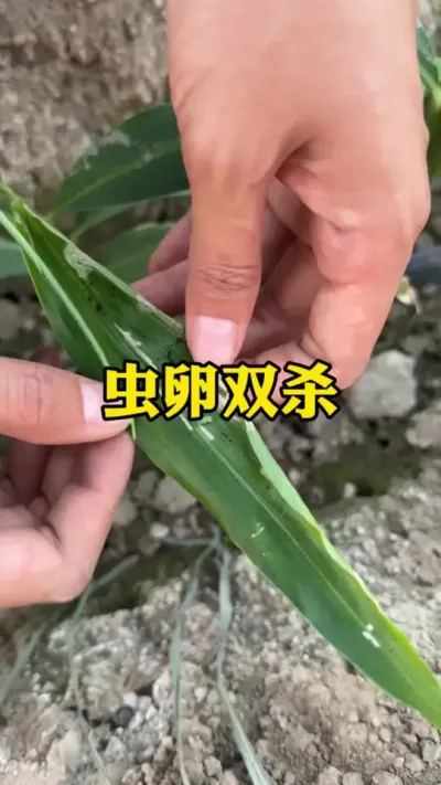 青虫打了一遍又一遍，直接打不住，用了青虫三号就摁住了！#新农人计划2025 #来抖音学农技 #乡村守护人 #大姜种植 #青虫