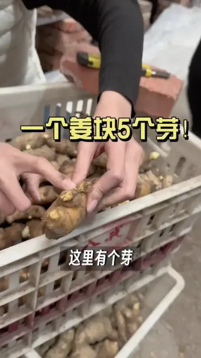 一个姜上冒了5个芽！咋回事？#大姜种植 #抖音助农扶农 #乡村生活家 #新农人计划2025