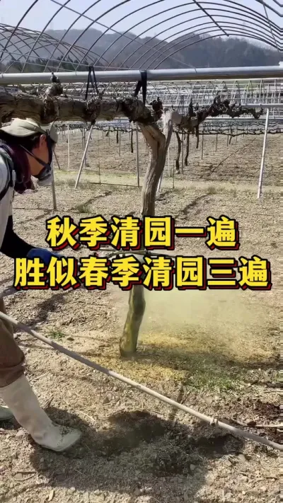 秋季清园一遍，胜似春季清园三遍#农业种植 #三农 #果树种植