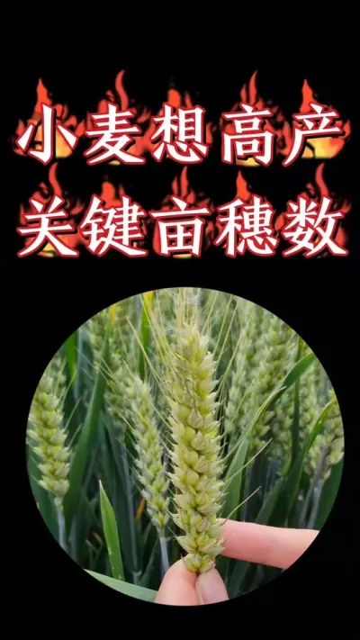 提高小麦亩穗数，就是打好小麦高产的基础#小麦 #三农种植 #小麦种植 #农资肥料 #小麦管理