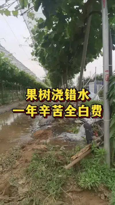 果树浇错水，一年辛苦全白费#农业种植 #三农 #农业种植