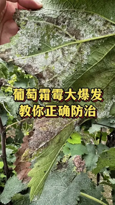 葡萄霜霉大爆发，教你正确防治#农业种植 #三农 #农业种植