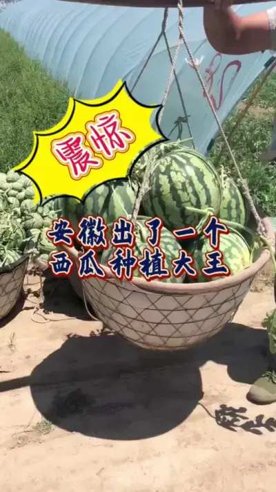 #西瓜种植 #增产增收才是硬道理 #重茬