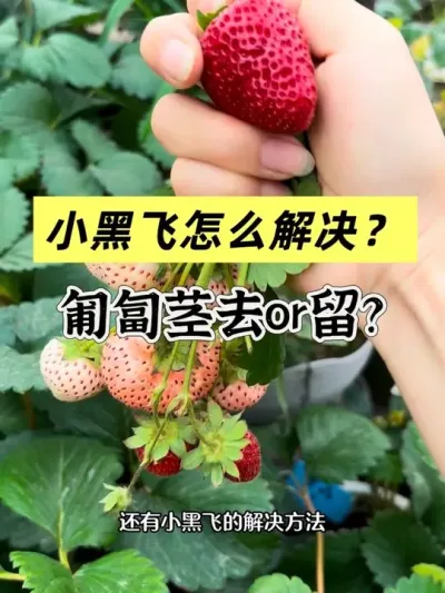 小黑飞怎么解决？匍匐茎是去还是留？ 分享盆栽草莓常见问题的解决方法！#阳台种植 #盆栽草莓 #小黑飞 #匍匐茎 #粘虫板