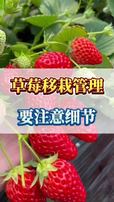 草莓移栽管理，要注意细节#农业种植 #三农 #优质农产品