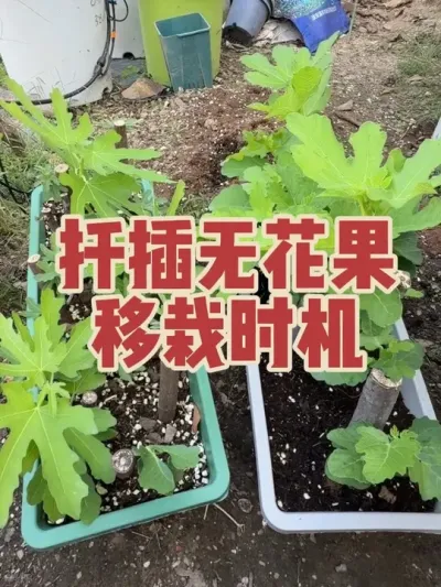 扦插的无花果枝条，长到什么时候进行移栽比较合适？#扦插无花果 #无花果移栽