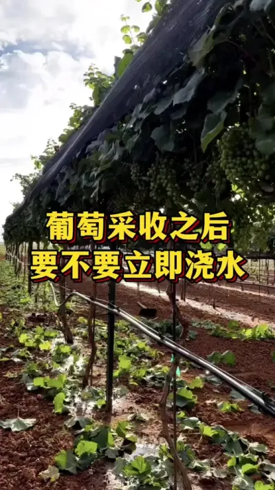 葡萄采收后，要不要立即浇水#农业种植 #三农 #葡萄种植