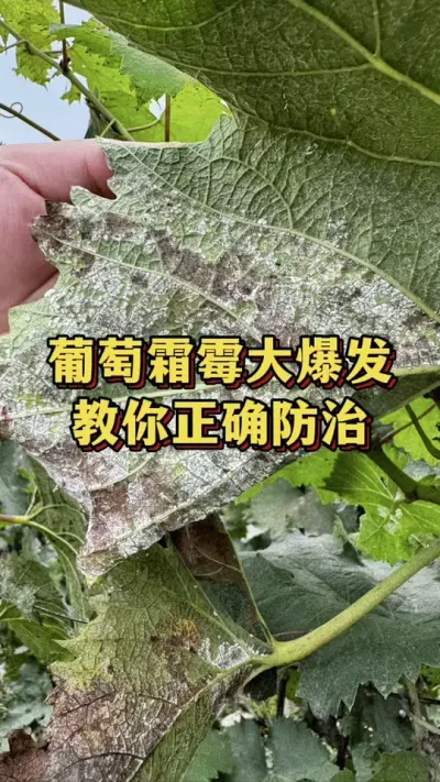 葡萄霜霉大爆发，教你正确防治#葡萄种植 #种果树