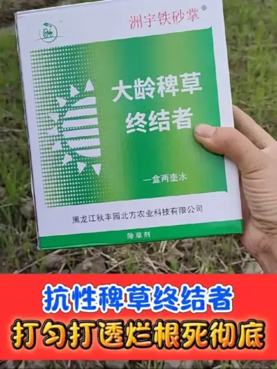 水稻田难除稗草终结者铁砂掌 打匀打透喷到根，死草彻底还烂根#水稻种植 #水稻 #除草剂 #农资肥料 #农业种植