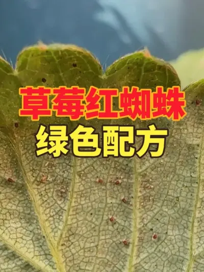 红蜘蛛大军来袭，绿色配方洗个澡。#红蜘蛛 #盆栽草莓