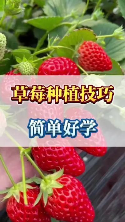 草莓采收技巧，简单好学#农业种植 #优质农产品 #三农