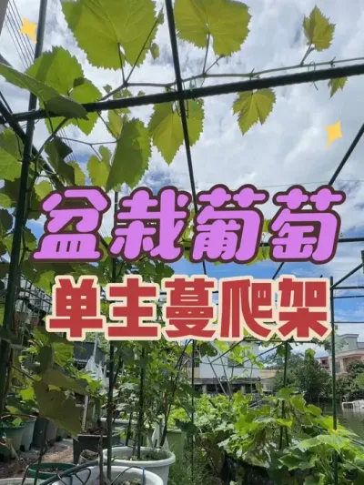 家庭葡萄单主蔓架式搭建，又名独龙架式。架子下面侧枝如何去留、到达架面是否需要打顶、以及架面上侧枝的管理。#葡萄架式#独龙杆 #葡萄架