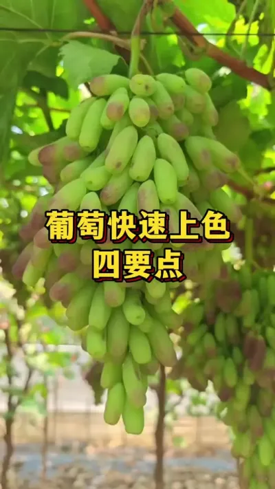 葡萄快速上色，四要点#优质农产品 #三农 #葡萄种植