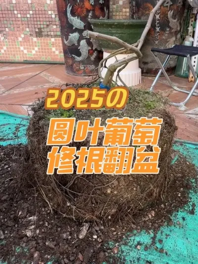 盆栽圆叶葡萄修根翻盆，这棵格威尔经过一年多时间的生长，根系已经长满了，修一下根，重新填土，明年继续挂果。#盆栽葡萄#圆叶葡萄#格威尔葡萄