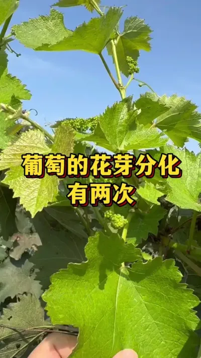 葡萄的花芽分化，有两次#农业种植 #优质农产品 #三农