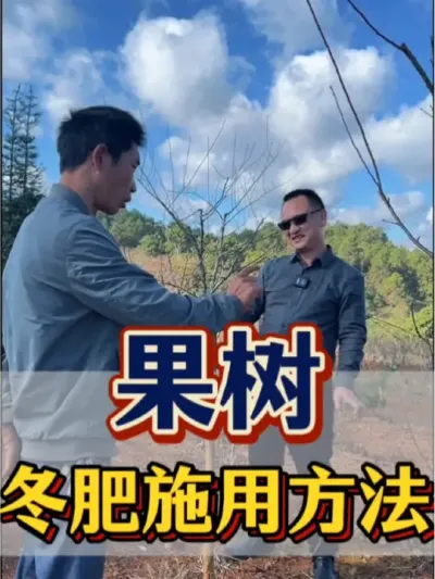 果树 果树冬肥到底该怎么施？冬肥施不好会怎么样呢？#农业 #三农 #果树 #冬肥 #果树管理