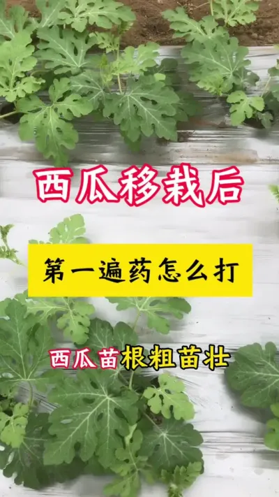 #种西瓜#西瓜种植#西瓜种植技术 #西瓜管理#西瓜病害